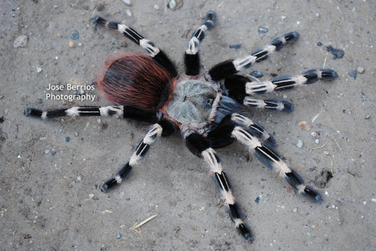 Vitalius  (Nhandu) chromatus Brazilian red & white tarantula .5''