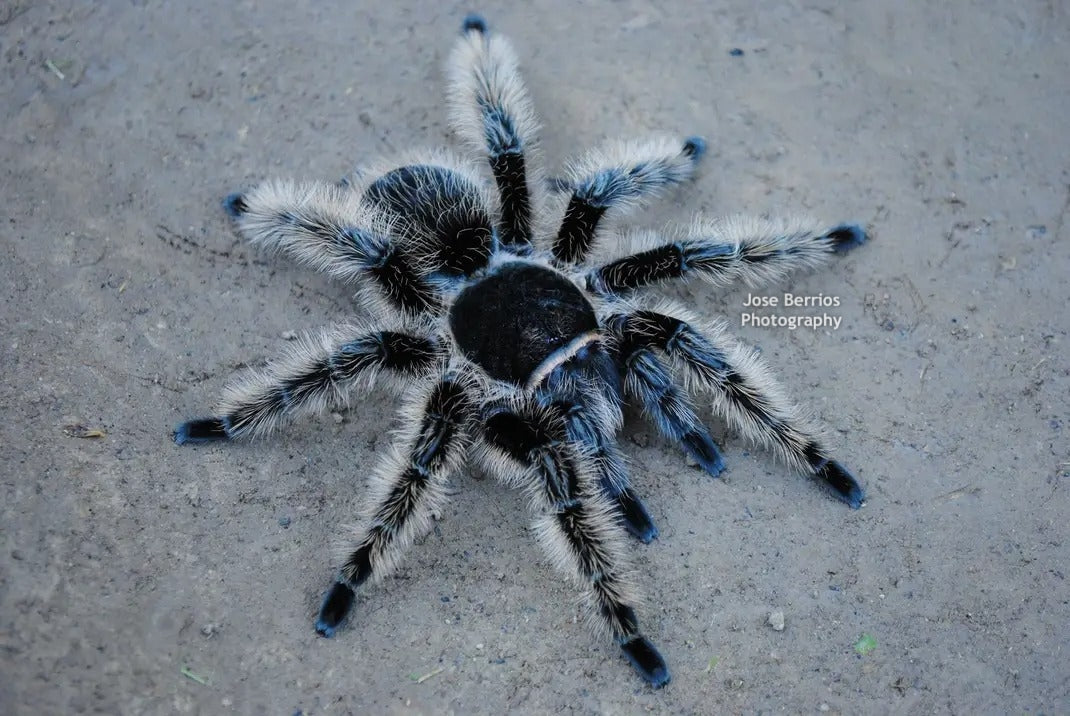 Tliltocatl albopilosum Honduran curlyhair tarantula .25''