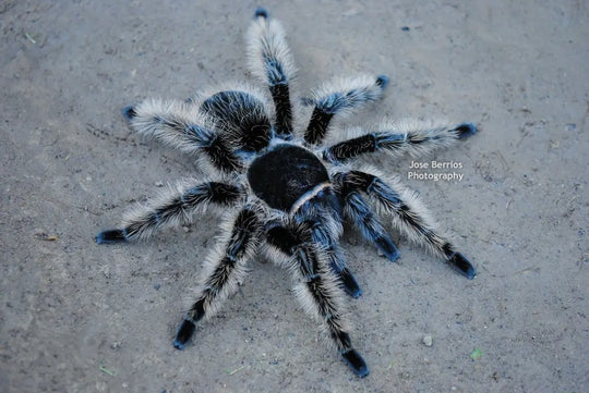 Tliltocatl albopilosum Honduran curlyhair tarantula .25''