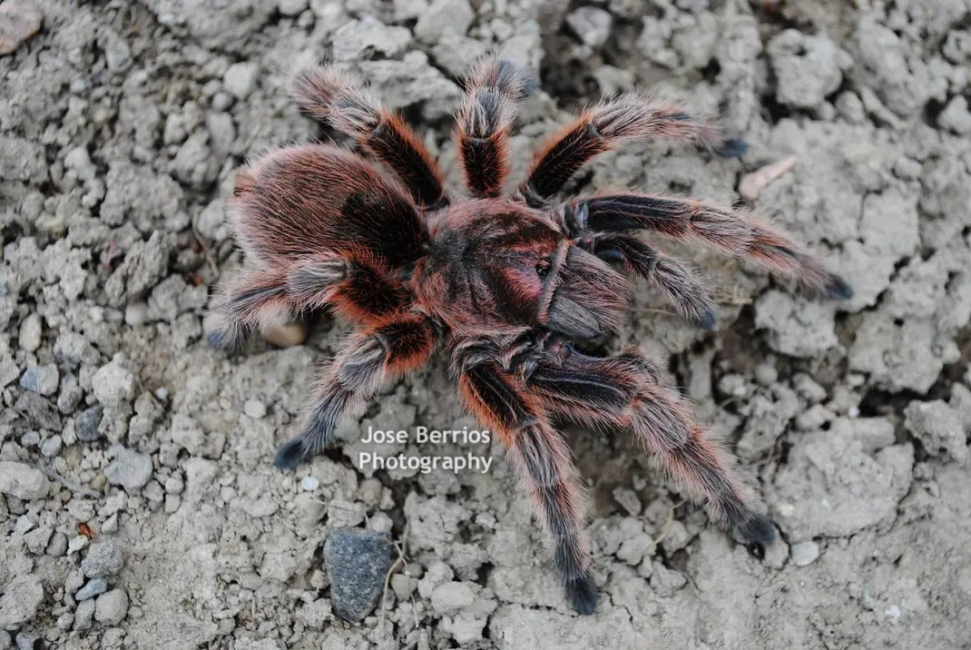 Grammostola rosea RedForm Chilean Rose Hair .5"