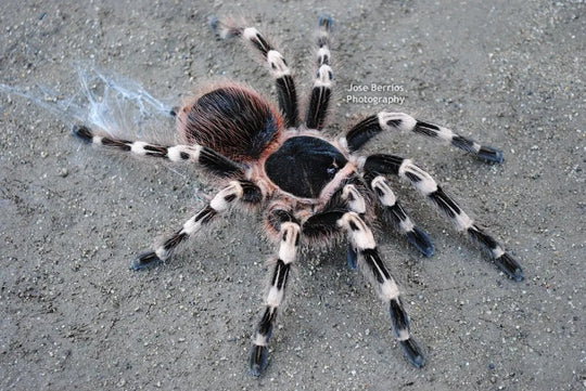 Acanthoscurria geniculata 2'' Brazilian white knee tarantula