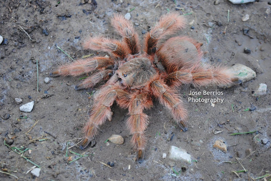Vitalius (Nhandu) tripepii Brazilian Giant Blonde tarantula 2''