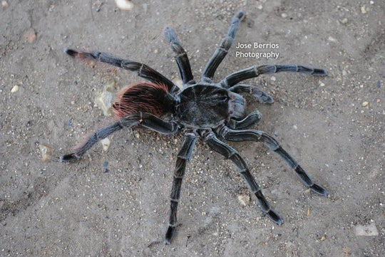Megaphobema velvetosoma Ecuadorian Brown Velvet 2"