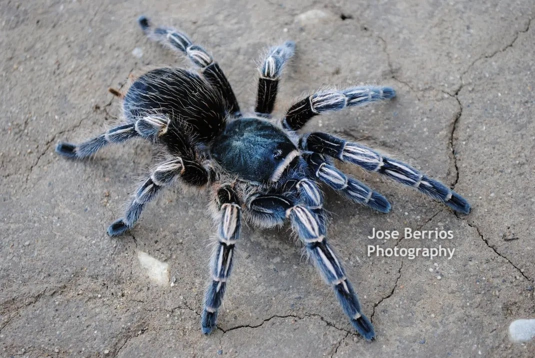 Aphonopelma seemanii Costa Rican Stripeknee Tarantula .25"