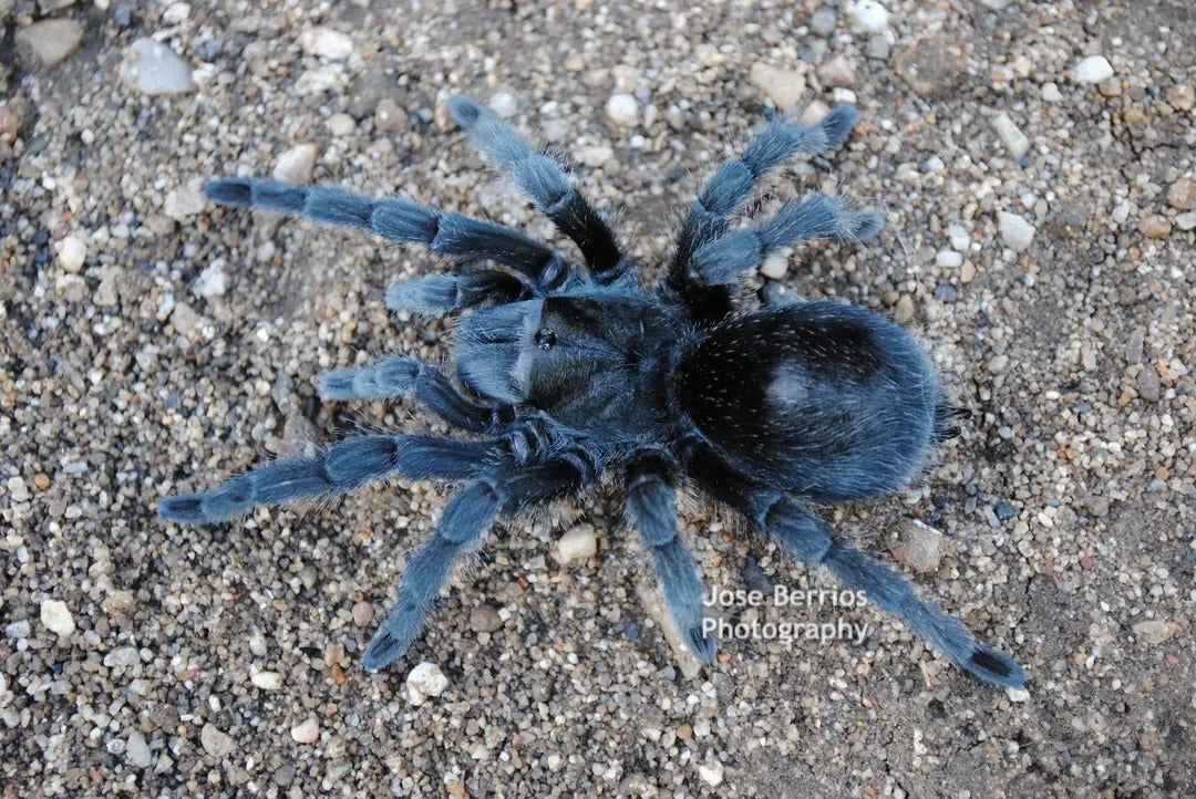 Grammostola pulchra brazilian black tarantula 2''