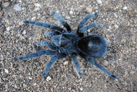 Grammostola pulchra brazilian black tarantula 2''