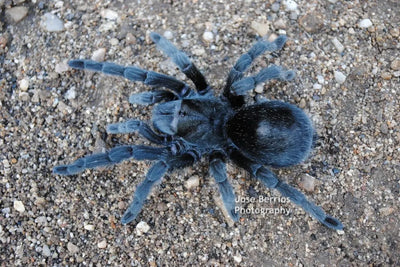Grammostola pulchra brazilian black tarantula 2''