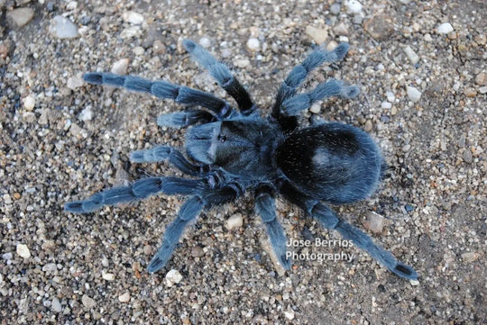 Grammostola pulchra brazilian black tarantula 2''
