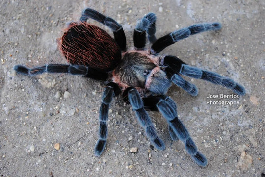 Tliltocatl kahlenbergi Veracruz Red-rump tarantula 2"