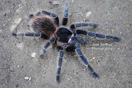 Lasiodora difficilis Brazilian Fire Red Birdeater Tarantula 1''