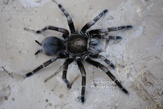 Pamphobeteus sp 'Platyomma' Brazilian Pink Bloom 2''