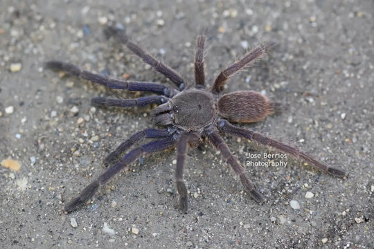 Chilobrachys Vietnam Blue tarantula 1.5"