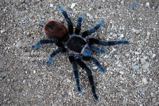 Tlilitocatl vagans Mexican Red-rump Tarantula 2"