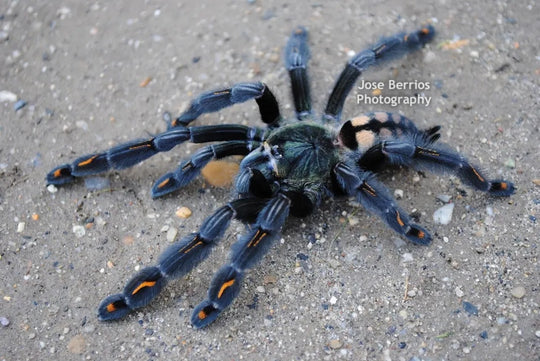 Psalmopoeus irminia  Venezuelan sun tiger tarantula .5"