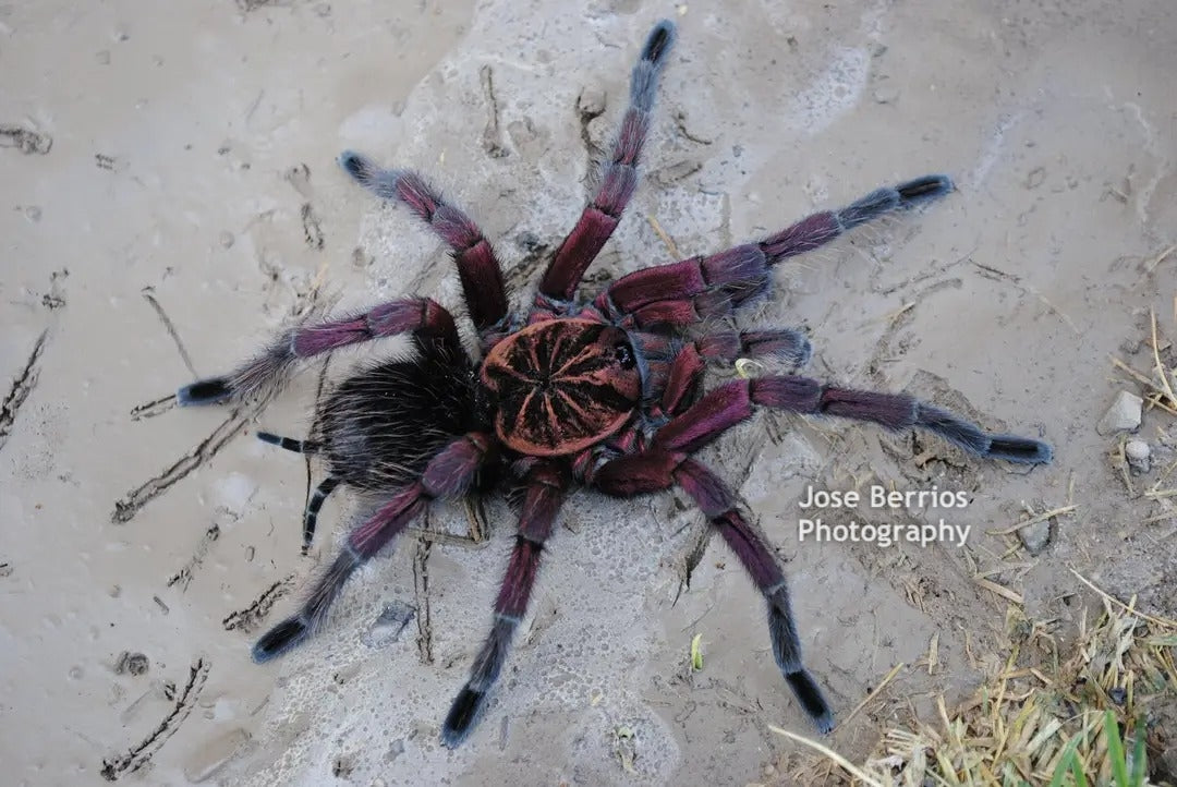 Pamphobeteus sp 'Platyomma' Brazilian Pink Bloom 2''