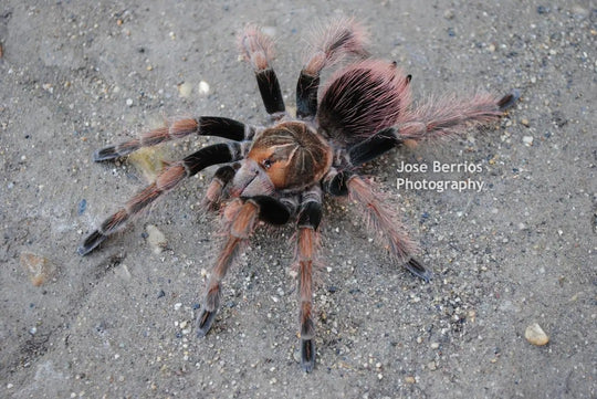 Pamphobeteus sp. mascara tarantula 2''
