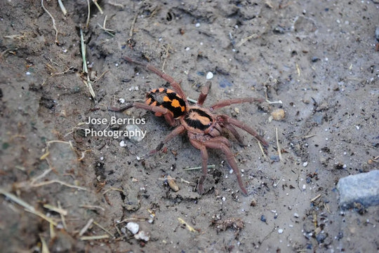 Hapolopus sp. Colombia FORMOSUS LG Pumpkin Patch Tarantula .5''