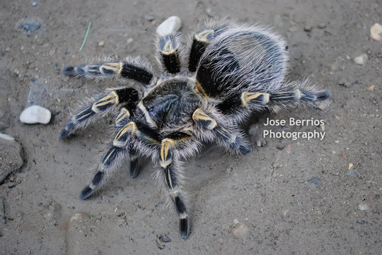 Grammostola pulchripes Chaco goldenknee tarantula 1.5''