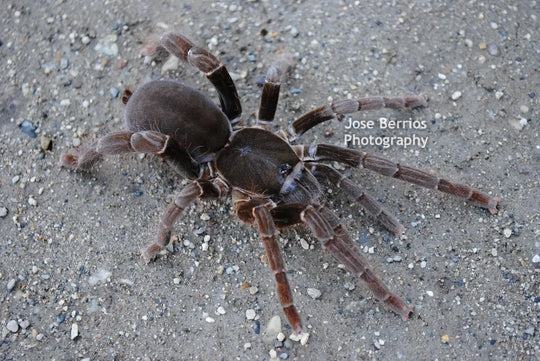 Hysterocrates Gigas  Cameroon Red Baboon Tarantula .25''