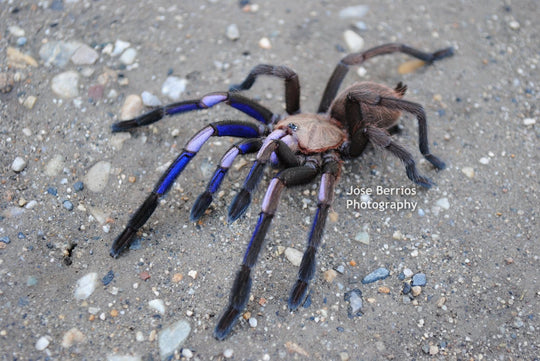 Chilobrachys natanicharum Electric Blue .5''