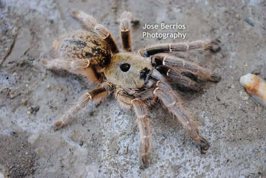 Ceratogyrus sanderi Namibia Horned Baboon 1.25''
