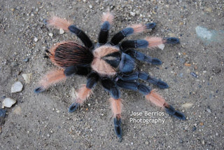 Brachypelma emilia 2'' Mexican Red Leg tarantula