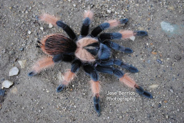Brachypelma emilia 2'' Mexican Red Leg tarantula
