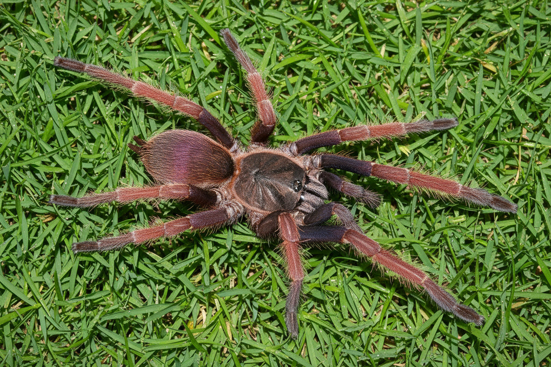 Selenocosmiinae sp 'Romblon Pink' .5''