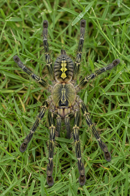 Poecilotheria Rufilata Red Slate Ornamental .75"
