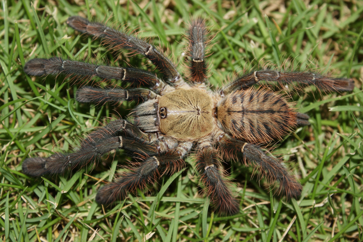 All Tarantulas - page- 3