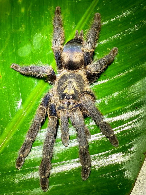 Tapinauchenius sp 'Yasuni' 1''