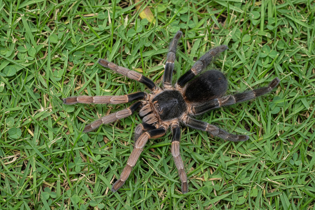 Magnacrus taynguyenensis Vietnam Highland 1.5''