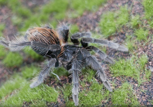 Megaphobema velvetosoma Ecuadorian Brown Velvet 2"